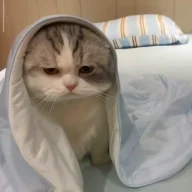 Mehrbod